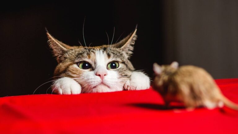 What Tom and Jerry teaches us?