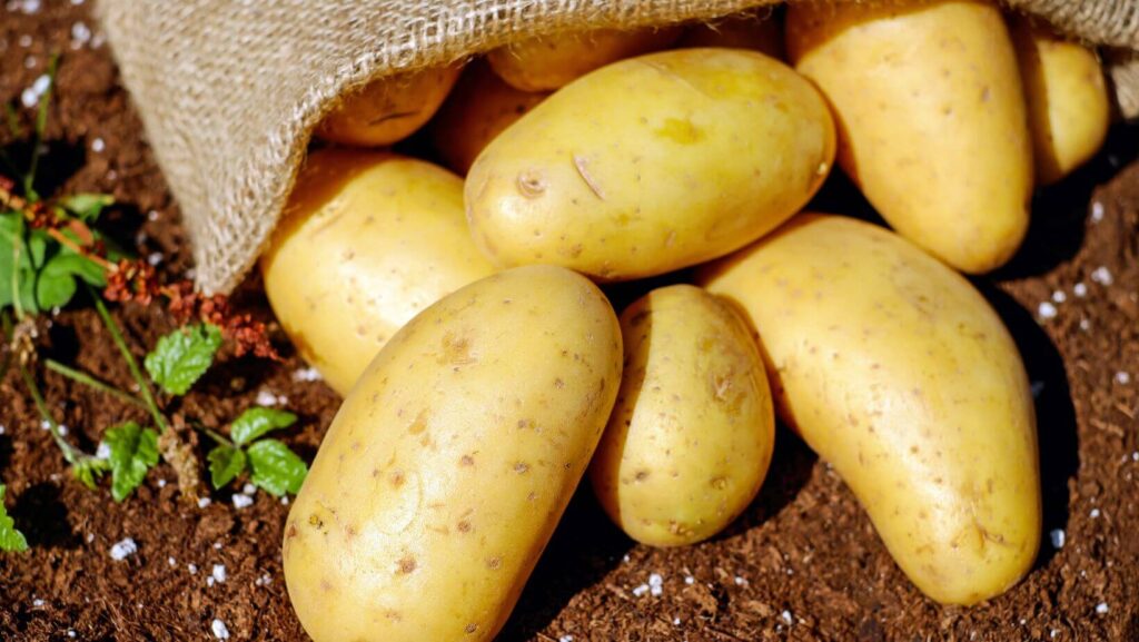 Adopting Innovation: The Potato Revolution