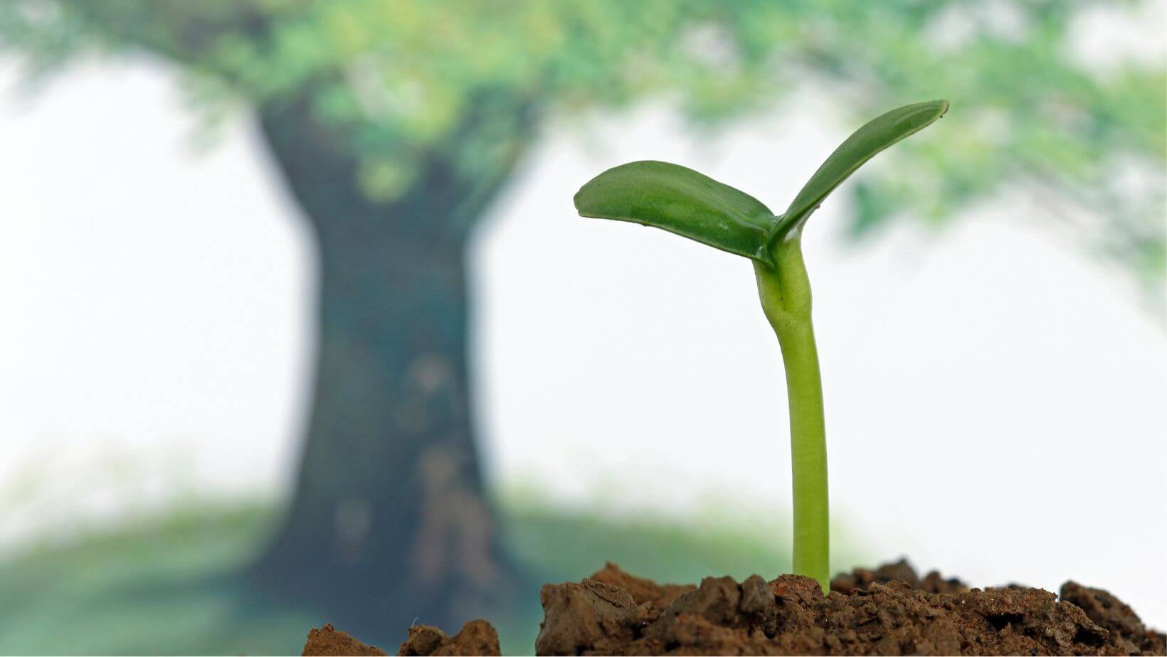 Life Lessons - A New Beginning